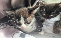 British Shorthair cats for sale: 8 week old kittens - Image 5