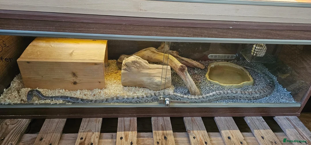 Corn Snake reptiles for sale: Friendly corn snake, vivarium with full set up - Advert 18