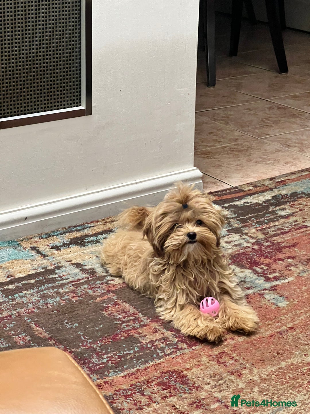 Maltipoo dogs for sale: Adorable multipoo - Advert 2