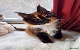 Maine Coon cats for sale: Stunning XL Maine Coon Kittens. Tica Reg. Tortie. - Image 8