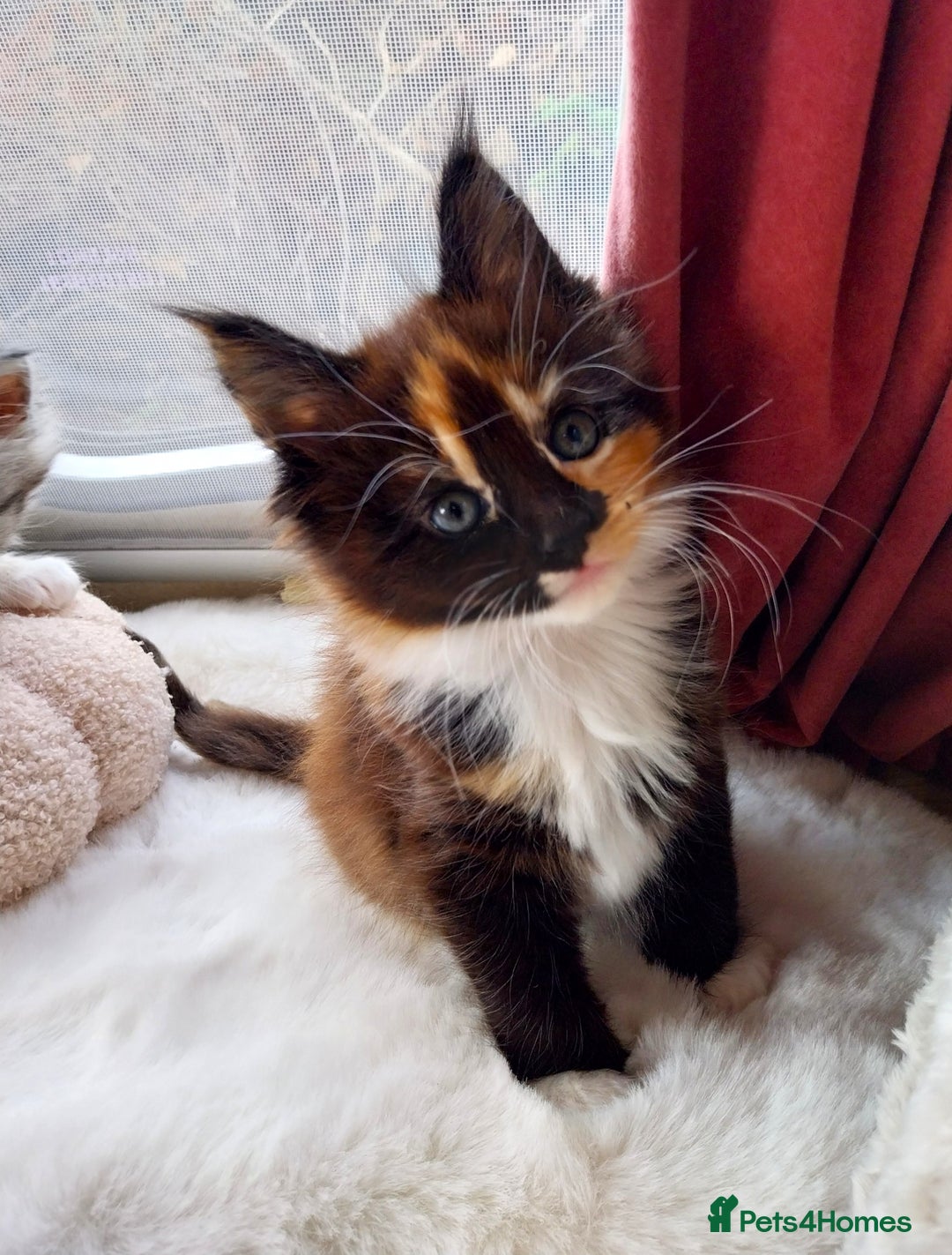 Maine Coon cats for sale: Stunning XL Maine Coon Kittens. Tica Reg. Tortie. - Image 8