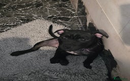 Staffordshire Bull Terrier dogs for sale: Black and blue stocky staffy puppies  in London - Image 20