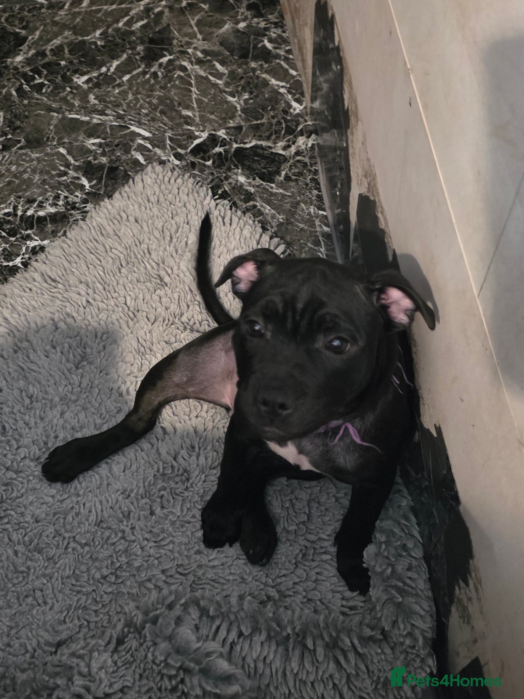Staffordshire Bull Terrier dogs for sale: Black and blue stocky staffy puppies  in London - Image 20
