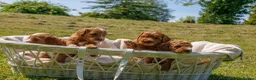 Australian Labradoodle dogs for sale: Stunning Red Aussie Doodle Multigen Puppies - Advert 14