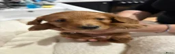 Miniature Dachshund dogs for sale: Shaded Red long hair mini Dachshund  - Advert 6