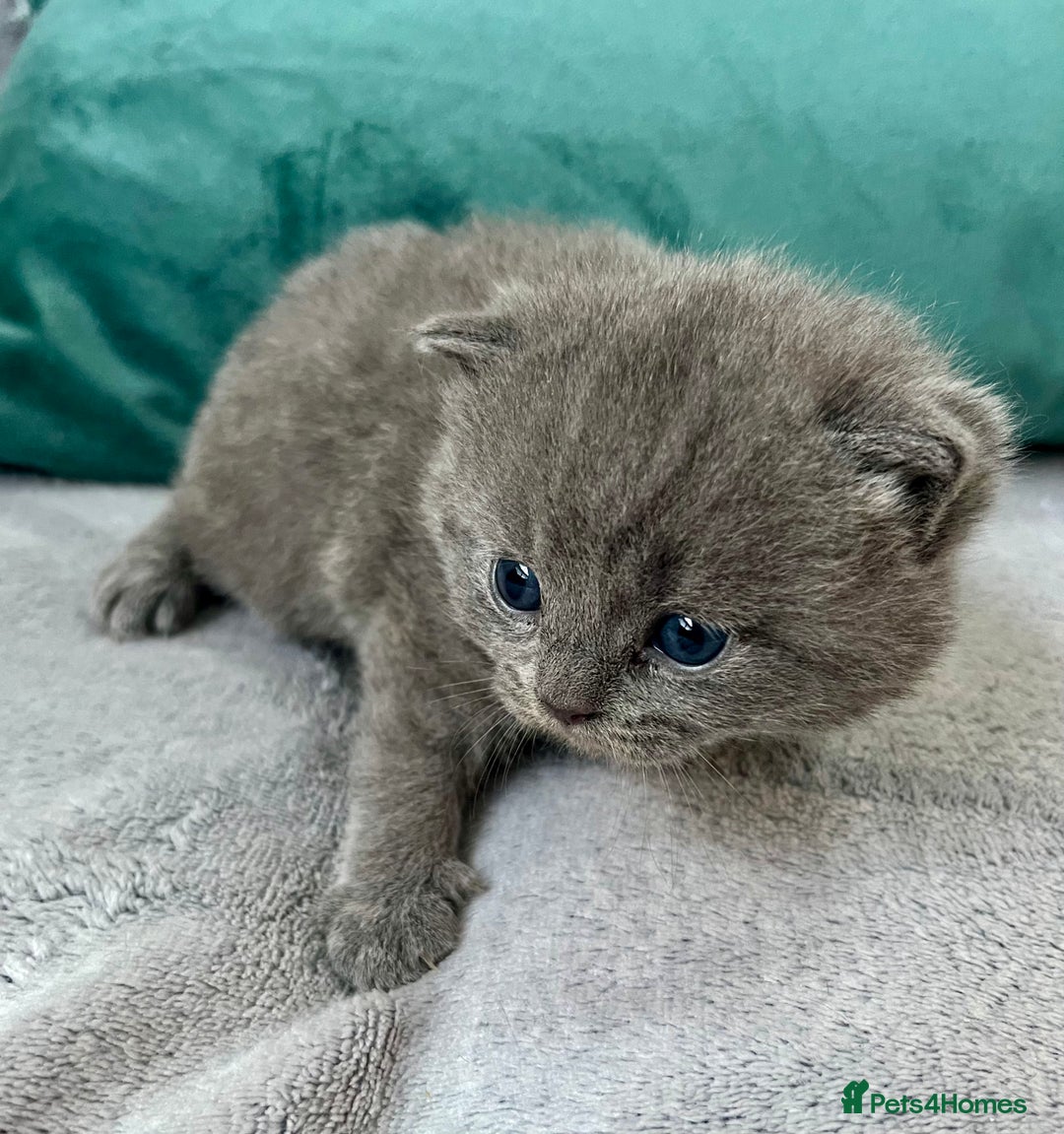 British Shorthair cats for sale: X-Large outstanding BSH kittens GCCF reg - Advert 2