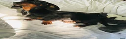 Miniature Dachshund dogs for sale: Miniature dachshund  - Advert 3