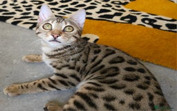Bengal cats for sale: Gorgeous Brown Rosetted Boy Available  - Advert 8