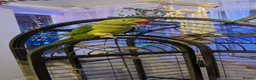 Parakeets birds for sale: Alexandrine Parakeet in Bathgate - Advert 7