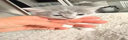 Mixed Breed cats for sale: Beautiful mixed tabby kittens  - Advert 1