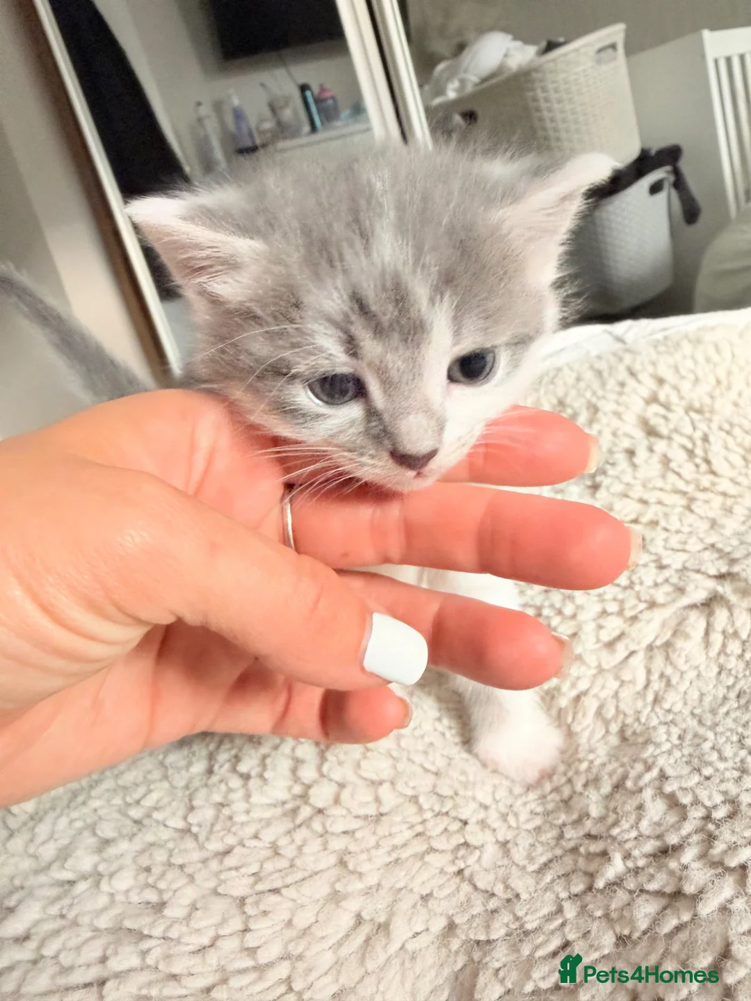 Mixed Breed cats for sale: Beautiful mixed tabby kittens  - Advert 1