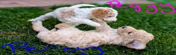 Goldendoodle dogs for sale: 🐾 Beautiful Standard Goldendoodle Puppies 🐾 - Advert 26