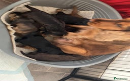 Cocker Spaniel dogs for sale: Kc show extensive health tests beautiful colours - Image 5