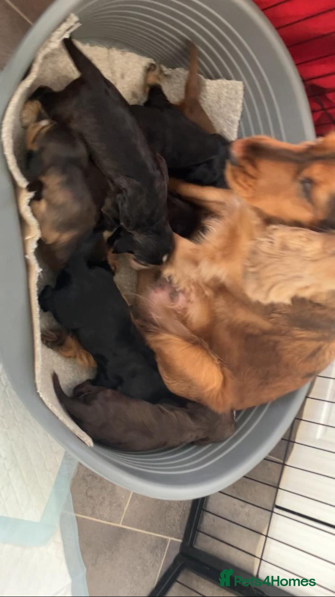 Cocker Spaniel dogs for sale: Kc show extensive health tests beautiful colours - Image 5