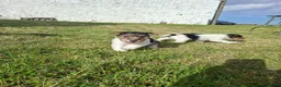 Fox Terrier dogs for sale: Wire fox terrier puppies for sale in Leven - Advert 2