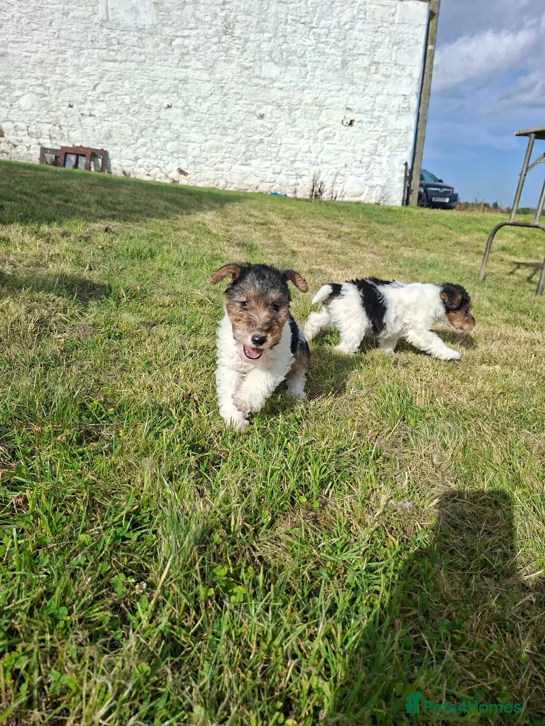 Fox Terrier dogs for sale: Wire fox terrier puppies for sale in Leven - Advert 2