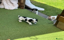 Cocker Spaniel dogs for sale: Working cocker spaniel puppies in Craven Arms - Image 9