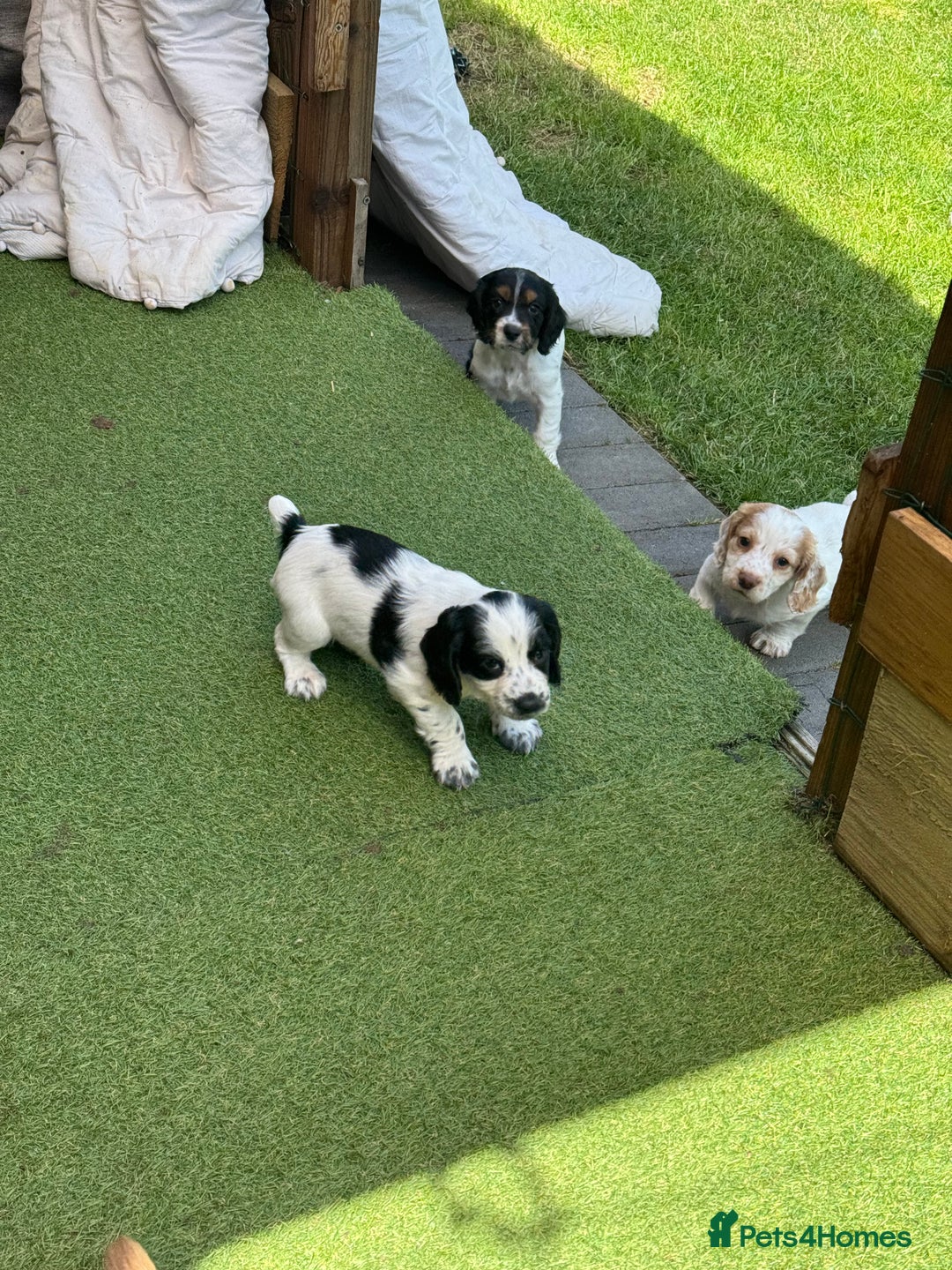 Cocker Spaniel dogs for sale: Working cocker spaniel puppies in Craven Arms - Image 9