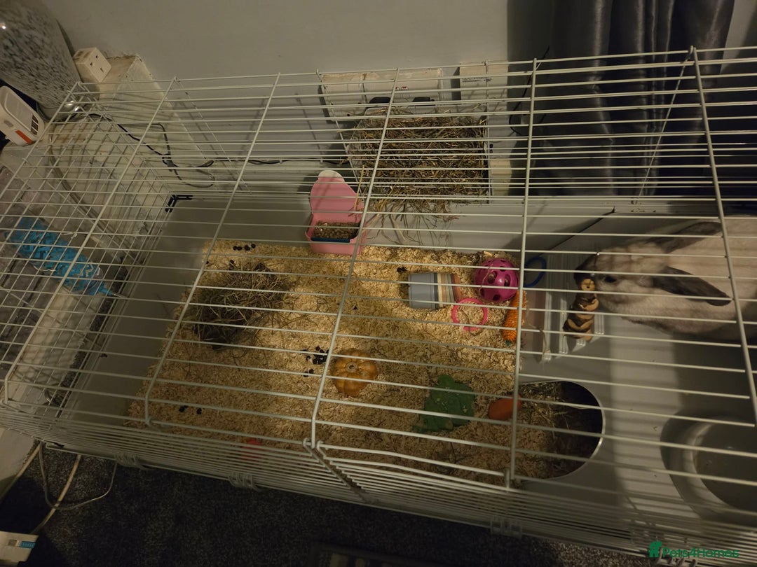 Mixed Breed rabbits for sale: 1 female and male rabbits - Advert 4