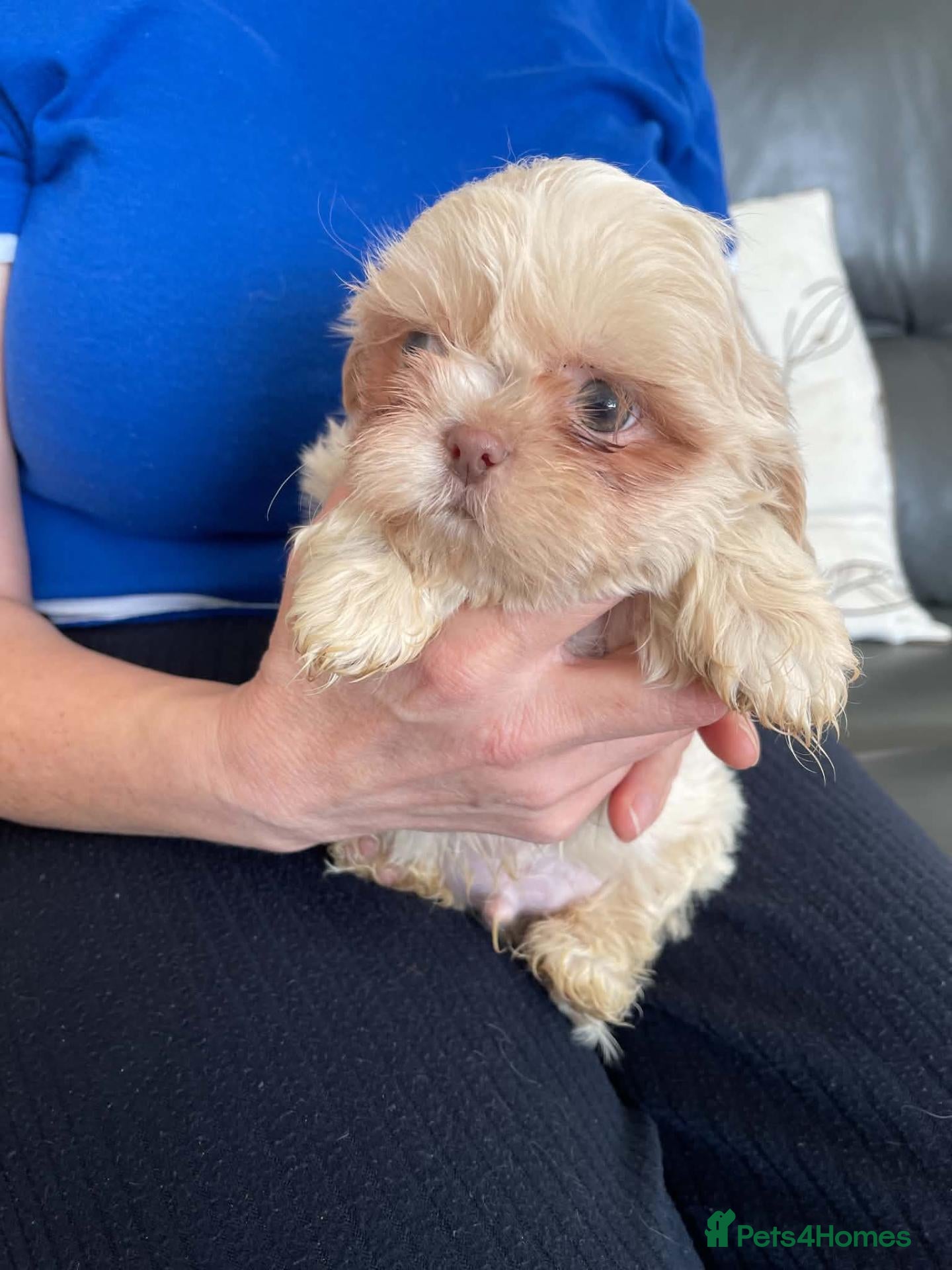 Shih Tzu dogs Imperial shih tzu 2 boys left - Advert 1