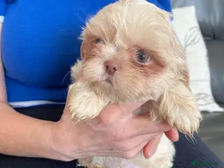 Shih Tzu dogs Imperial shih tzu 2 boys left - Advert 12