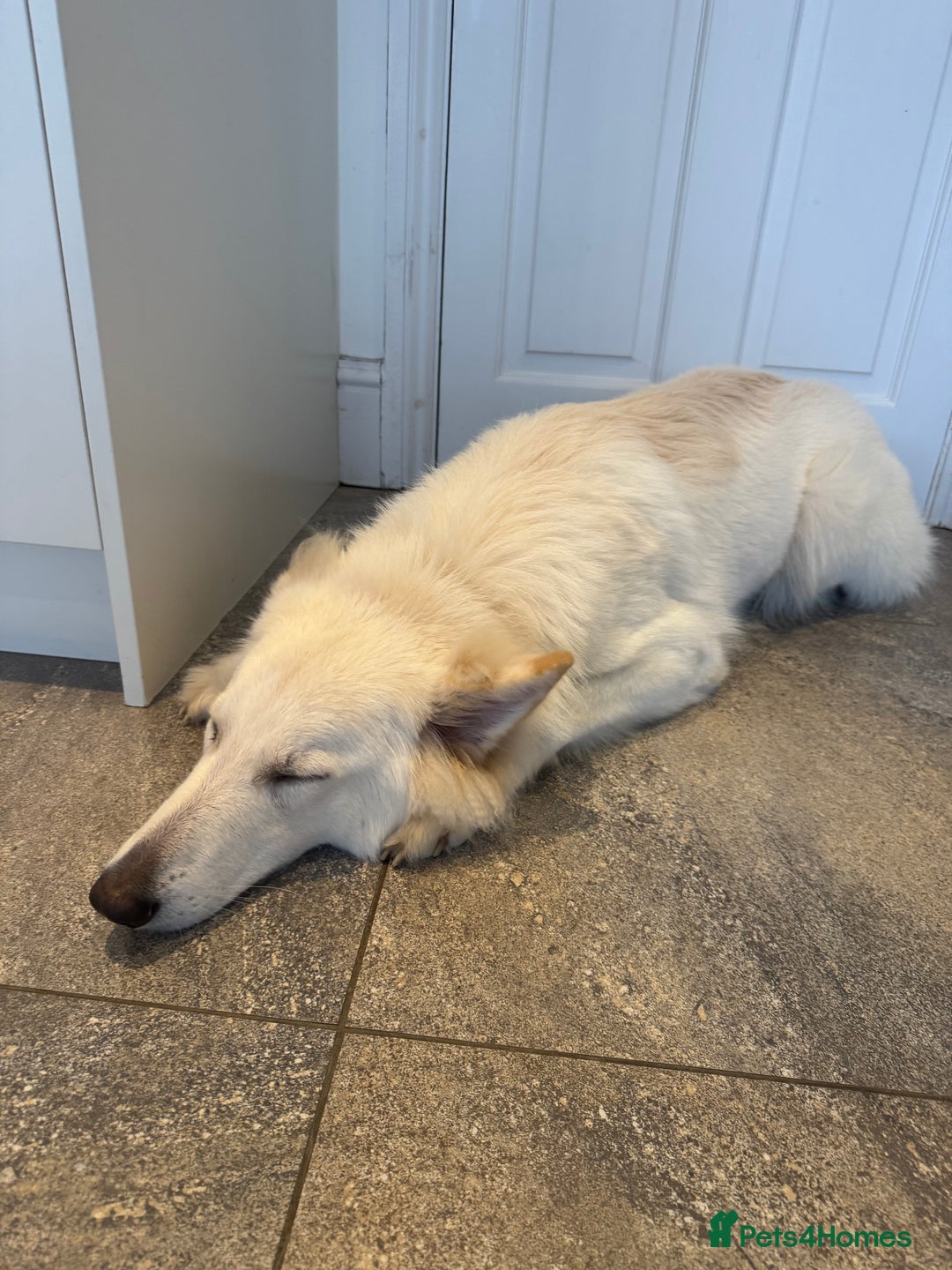 German Shepherd dogs for sale: Huge Potential Shepherd for the Right Home - Advert 6