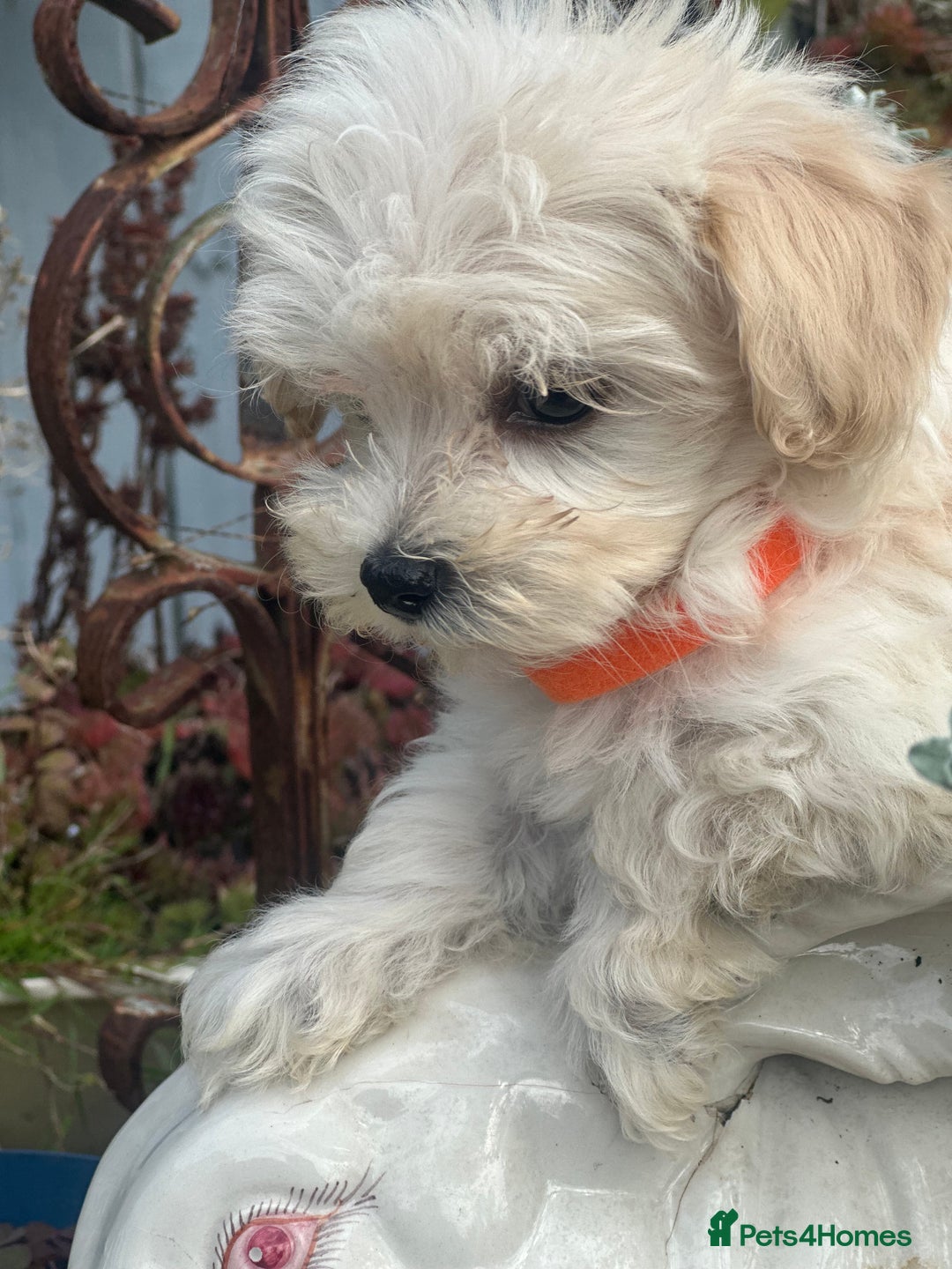 Maltipoo dogs for sale: F1 maltipoo - Image 3