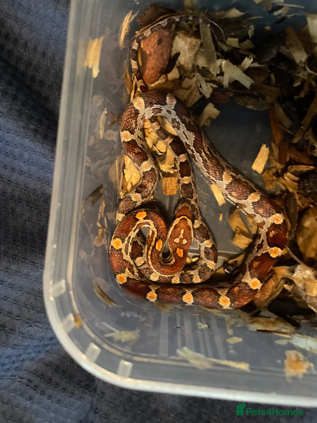 Corn Snake reptiles for sale: Baby Corn Snakes - Advert 2