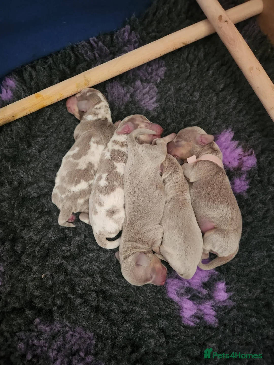 Miniature Dachshund dogs for stud: KC reg Isabella & Tan Stud! Free ovulation test in Stockton-on-Tees - Advert 28