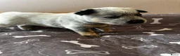 Australian Cattle Dog dogs for sale: Stunning cattle dogs waiting list now open - Advert 12