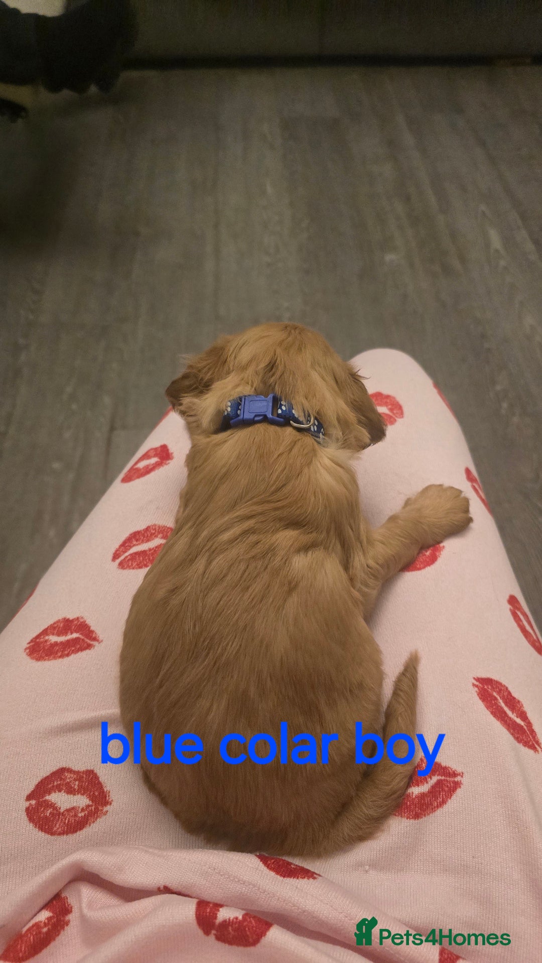 Cockapoo dogs for sale: 7 f2 cockapoos - Advert 3