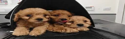 Cavapoo dogs for sale: Last girl ready to rehome in Preston - Advert 10