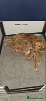 Golden Retriever dogs Fox Red Golden Retriever Puppies – KC Registered - Advert 2