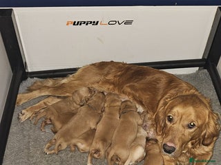 Golden Retriever dogs Fox Red Golden Retriever Puppies – KC Registered - Advert 10