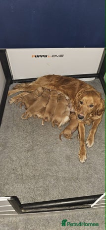 Golden Retriever dogs Fox Red Golden Retriever Puppies – KC Registered - Advert 2