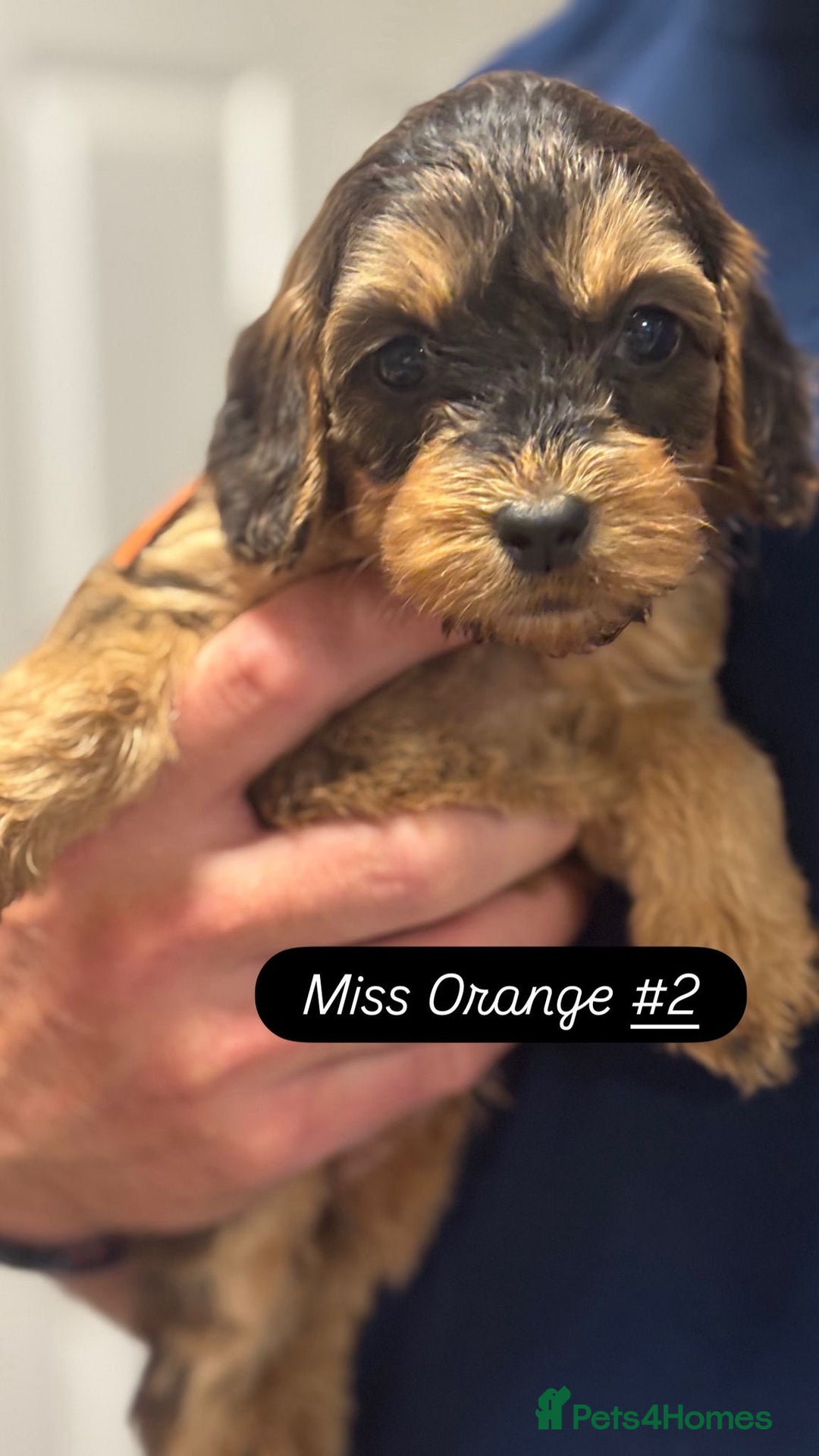 Cockapoo dogs for sale: Cuddly, cute, calm, sable Cockapoo puppies  - Image 36