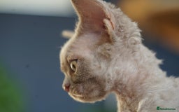 Devon Rex cats for sale: Ravel 💜male Devon Rex available  - Image 9