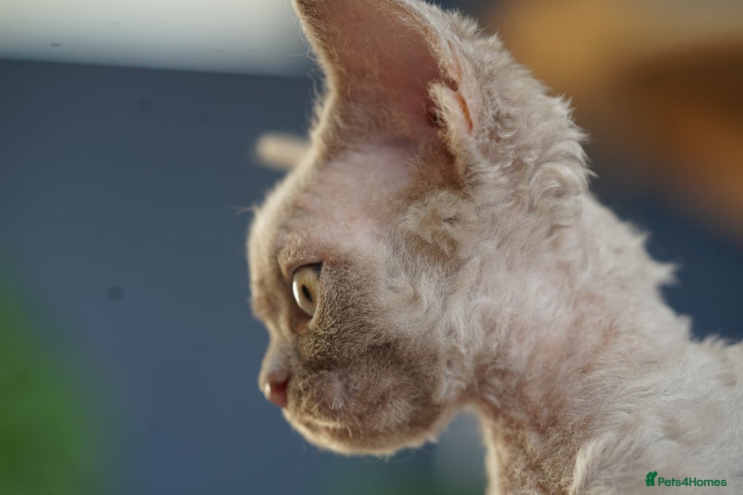 Devon Rex cats for sale: Ravel 💜male Devon Rex available  - Image 9