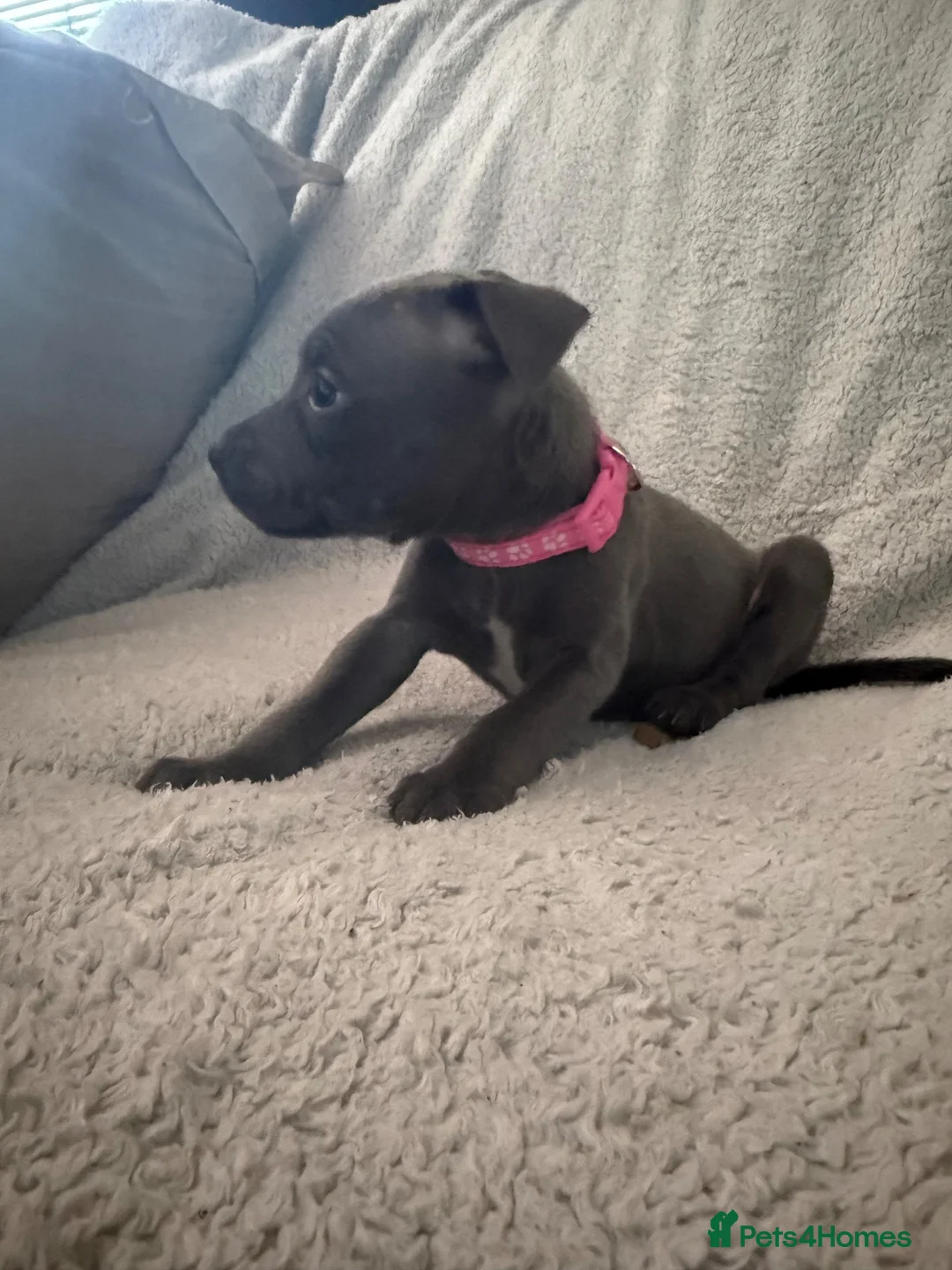 Staffordshire Bull Terrier dogs for sale: Blue Staffordshire Bull Terrier Puppies  - Advert 15