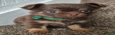 Chihuahua 3