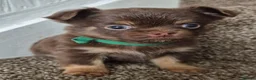 Chihuahua dogs for sale: Long coat KC puppies  - Advert 23