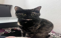 British Shorthair cats for sale: Female British Shorthair  - Image 2