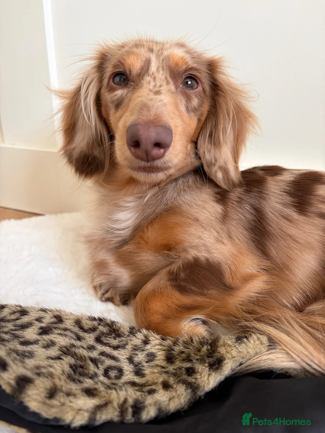 Miniature Dachshund dogs for stud: KC Registered Miniature Dachshund Stud Available - Advert 1