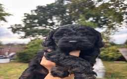 Cockapoo dogs for sale: Cockapoo puppies F1B - Image 10