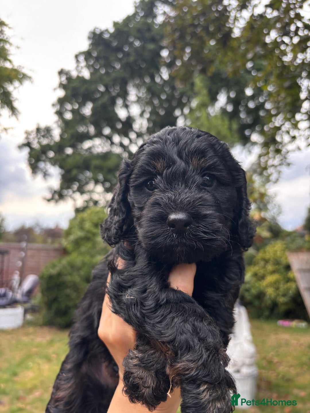Cockapoo dogs for sale: Cockapoo puppies F1B - Image 10