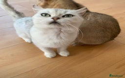 Scottish Fold cats for sale: Scottish Straight Cats  - Image 7