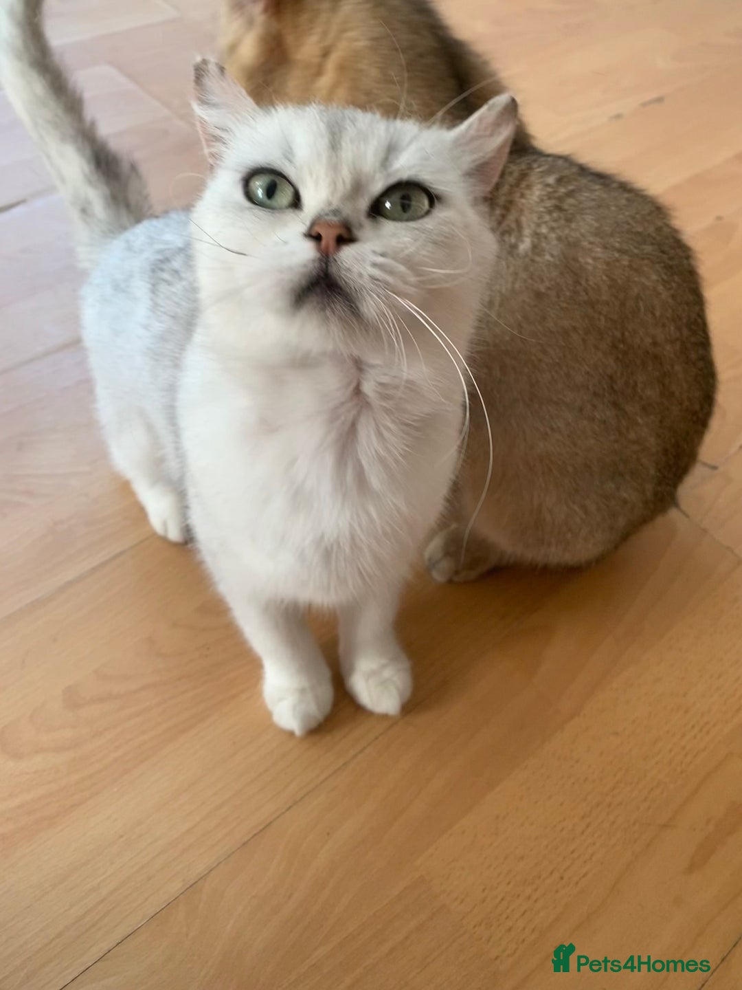 Scottish Fold cats for sale: Scottish Straight Cats  - Image 7