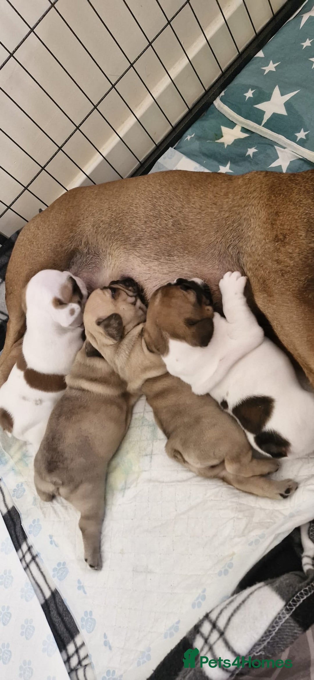 French Bulldog dogs for sale: French Bulldogs - Image 3