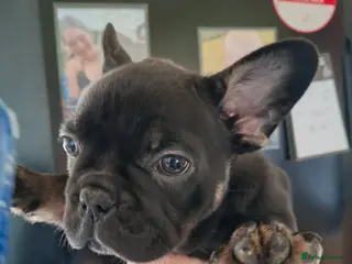 French Bulldog dogs READY NOW french bulldog puppies. fluffy carriers. - Advert 5