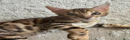 Bengal cats for sale: Pure Pedigree Bengal Kittens - Advert 6